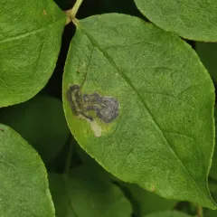 Wafer Ash Leafminer Moth thumbnail 1