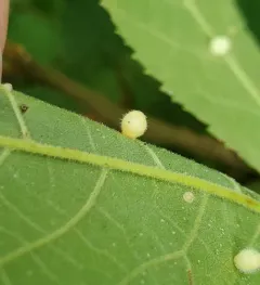 Hickory Fuzzy Ginger Jar Gall Midge thumbnail 2
