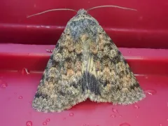 Sympistis sandaraca thumbnail 2