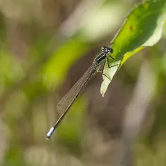 Eastern Forktail thumbnail 4