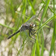 Dot-tailed Whiteface thumbnail 4