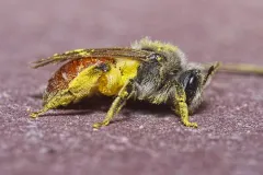 Maria Miner Bee thumbnail 3