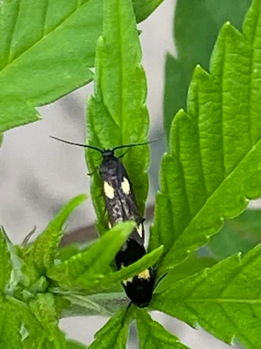 Scythris sinensis