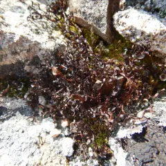 Striped Iceland Lichen thumbnail 3