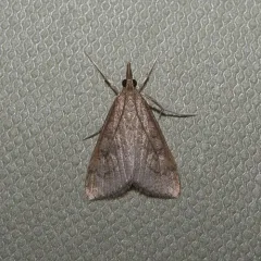Celery Leaftier Moth thumbnail 4