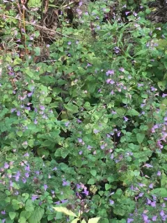 Wood Calamint thumbnail 2