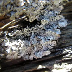 Smoky Crottle thumbnail 2