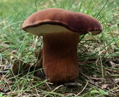 Beveled-cap Bolete thumbnail 3