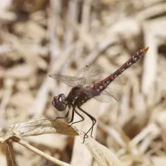 Variegated Meadowhawk thumbnail 4