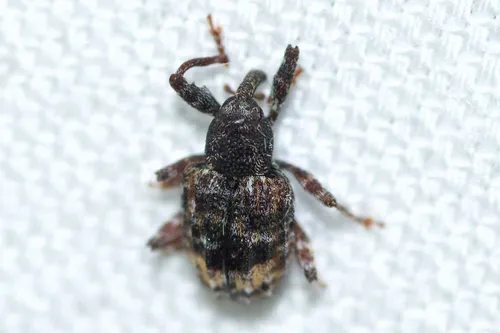 Pecan Shoot Curculio