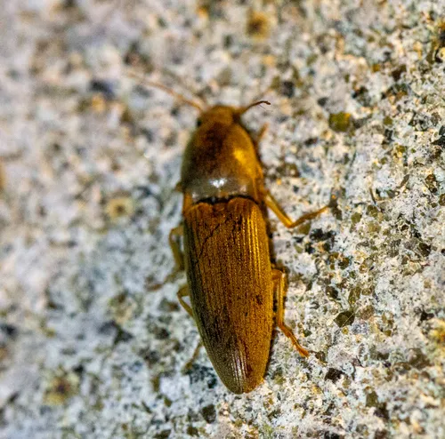 Monocrepidius lividus