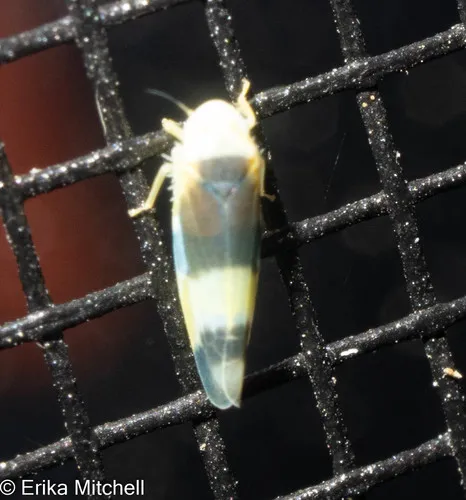 Empoa venusta