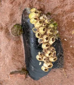 Bay Barnacle thumbnail 2
