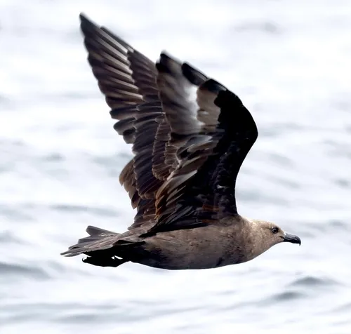 South Polar Skua