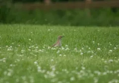 Curve-billed Thrasher thumbnail 4