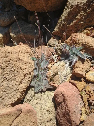 Bolander's hawkweed