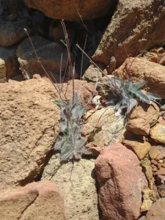 Bolander's hawkweed thumbnail 1