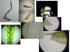 Hygrohypnum Moss thumbnail 1