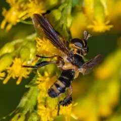 Trichopoda plumipes thumbnail 2