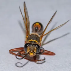 Asian Mud-dauber Wasp thumbnail 2