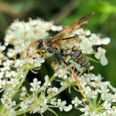 Saygorytes phaleratus thumbnail 3
