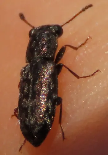 Elacatis umbrosus
