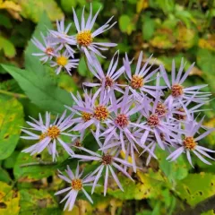 Showy Aster thumbnail 2
