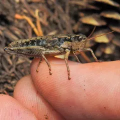 Cascade Timberline Grasshopper thumbnail 3