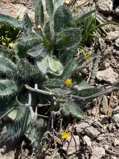 Bolander's hawkweed thumbnail 3