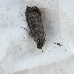 Codling Moth thumbnail 2