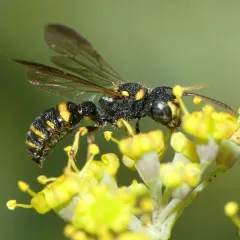 Cerceris kennicottii thumbnail 4