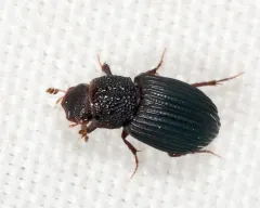 Dialytes striatulus thumbnail 3