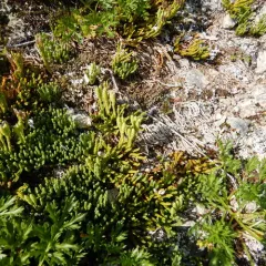 alpine clubmoss thumbnail 2