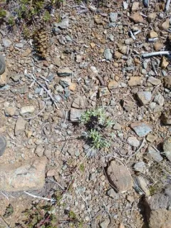 waldo wild buckwheat thumbnail 2