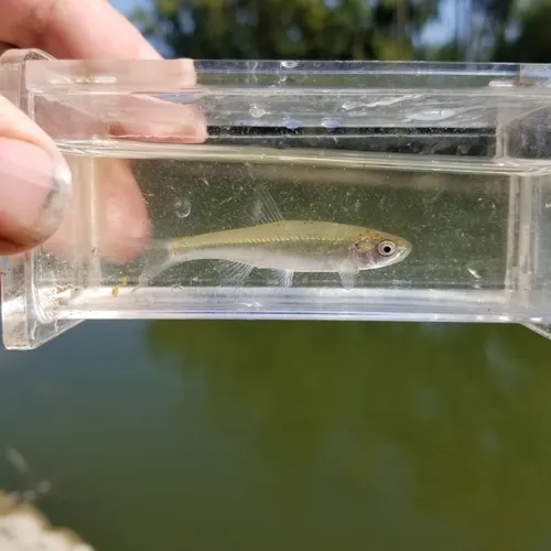 Spotfin Shiner