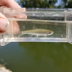 Spotfin Shiner thumbnail 1