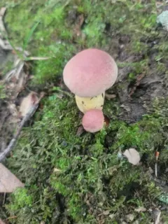 Butyriboletus roseopurpureus thumbnail 1