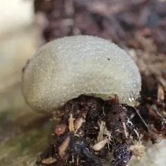 Hedgehog Slug thumbnail 3