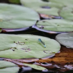 Lilypad Forktail thumbnail 1