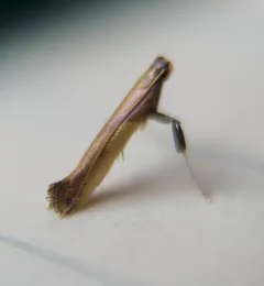 Witch-hazel Caloptilia thumbnail 2