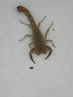 Yellow Devil Scorpion thumbnail 3