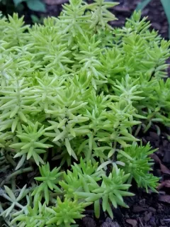 Mexican Stonecrop thumbnail 4