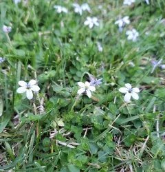 Matted Pratia thumbnail 3