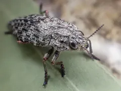 Dark Jewel Beetle thumbnail 2