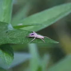 Oblong Running Spider thumbnail 4