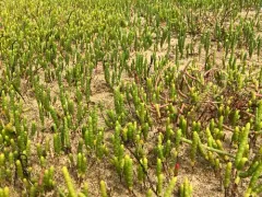 Dwarf Glasswort thumbnail 2