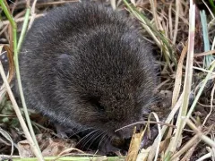 Creeping Vole thumbnail 4