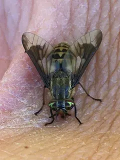 Chrysops furcatus thumbnail 2