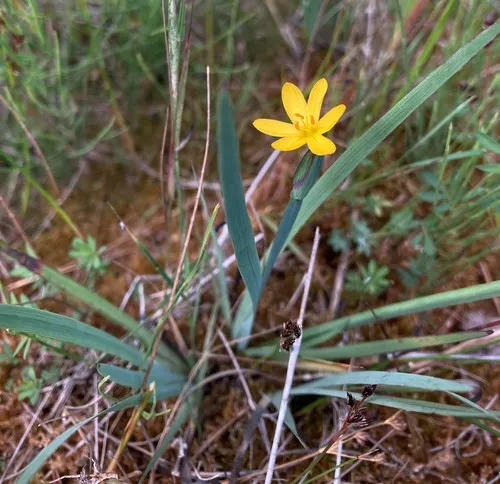 Golden-eyed Grass