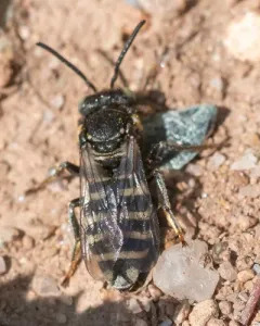 Brittain's Cuckoo Nomad Bee thumbnail 2